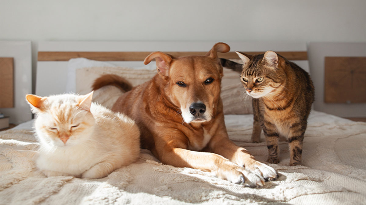 Dois gatos e um cão deitados numa cama, com um gato a observar o cão e outro descansando ao lado.
